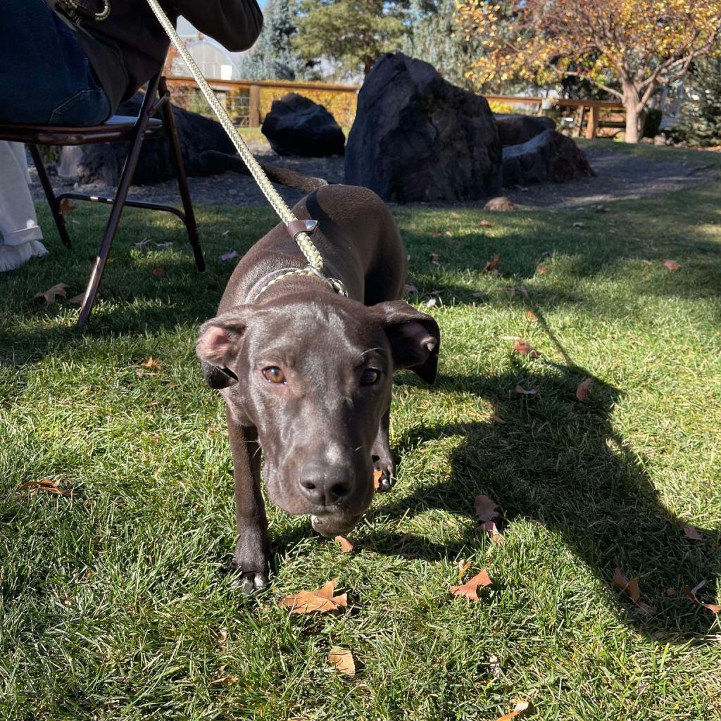 SugarSnap, an adoptable Labrador Retriever, Mixed Breed in Bend, OR, 97702 | Photo Image 3