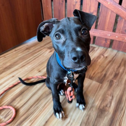 SugarSnap, an adoptable Labrador Retriever, Mixed Breed in Bend, OR, 97702 | Photo Image 4