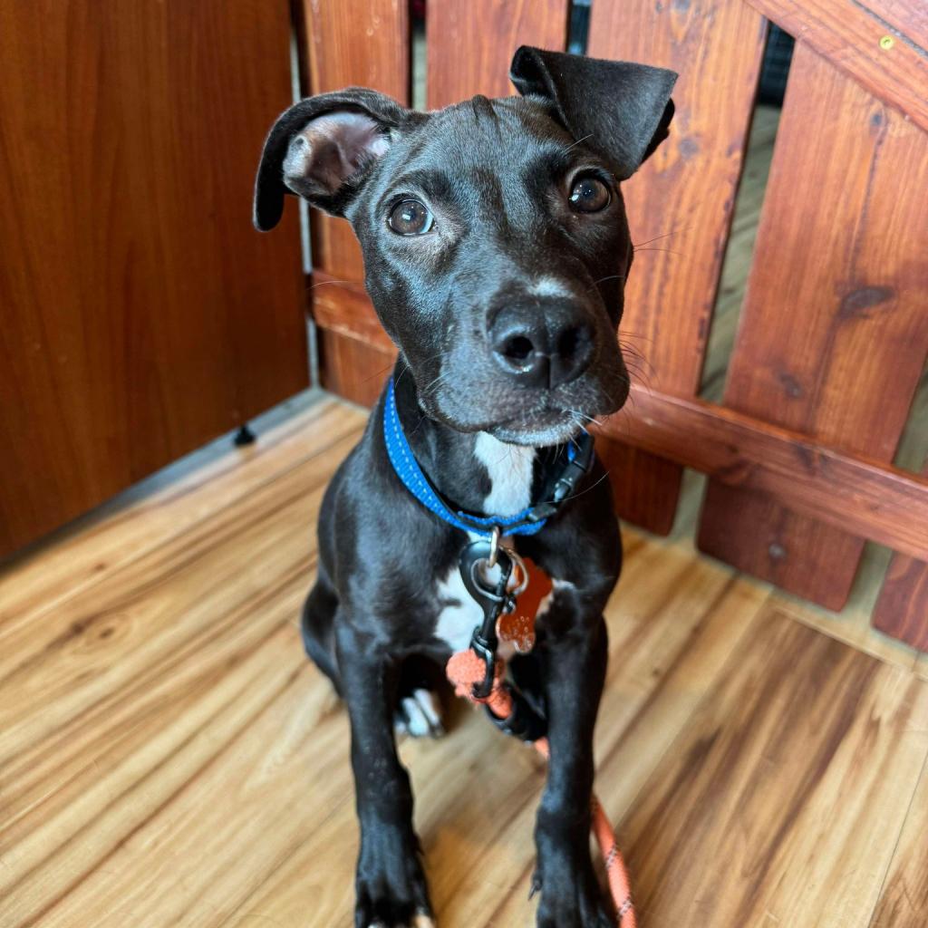 SugarSnap, an adoptable Labrador Retriever, Mixed Breed in Bend, OR, 97702 | Photo Image 4