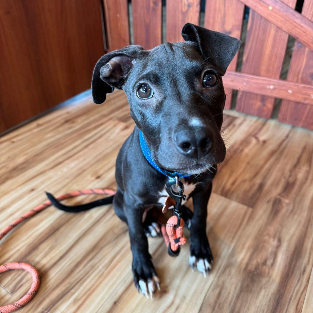 SugarSnap, an adoptable Labrador Retriever, Mixed Breed in Bend, OR, 97702 | Photo Image 5