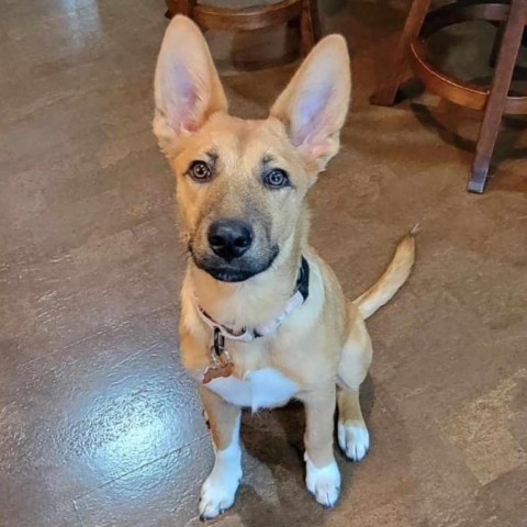 31541 Joy, an adoptable Shepherd, Mixed Breed in Bend, OR, 97702 | Photo Image 1