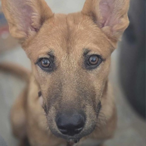 31541 Joy, an adoptable Shepherd, Mixed Breed in Bend, OR, 97702 | Photo Image 2