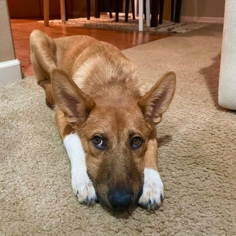 31541 Joy, an adoptable Shepherd, Mixed Breed in Bend, OR, 97702 | Photo Image 5