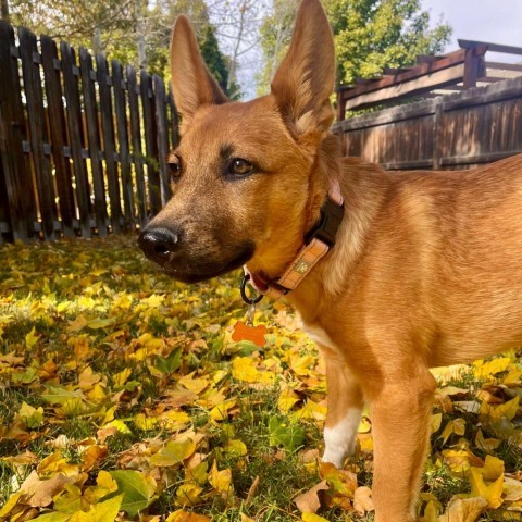 31541 Joy, an adoptable Shepherd, Mixed Breed in Bend, OR, 97702 | Photo Image 6