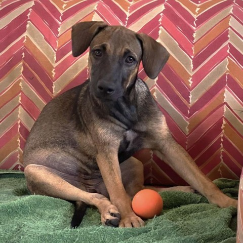 Aubrey, an adoptable Shepherd, Mixed Breed in Bend, OR, 97702 | Photo Image 1