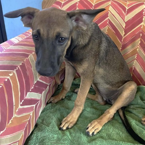 Aubrey, an adoptable Shepherd, Mixed Breed in Bend, OR, 97702 | Photo Image 4