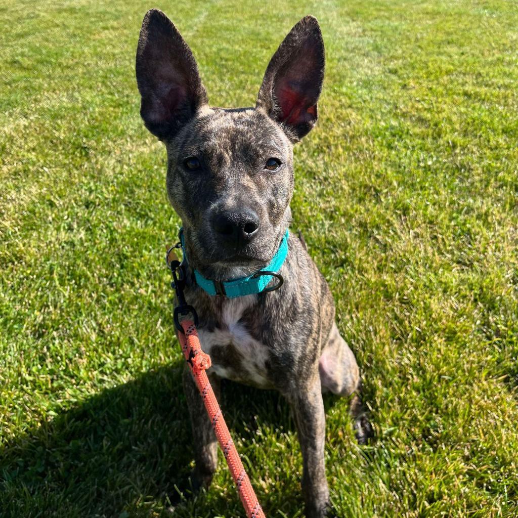 31312 Honey, an adoptable Pit Bull Terrier, Mixed Breed in Bend, OR, 97702 | Photo Image 1