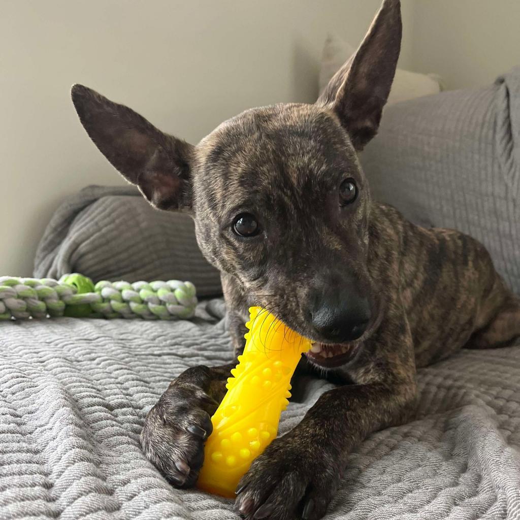 31312 Honey, an adoptable Pit Bull Terrier, Mixed Breed in Bend, OR, 97702 | Photo Image 4