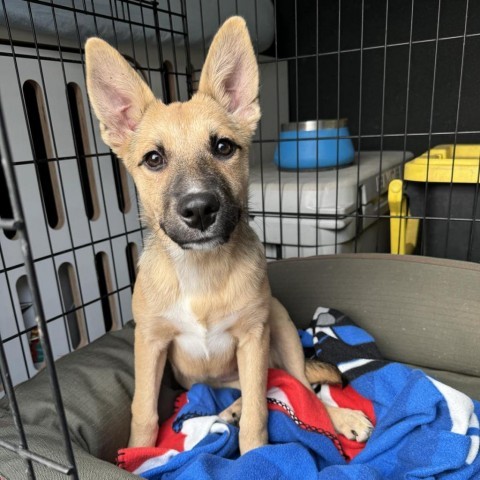 31542 Stella, an adoptable Shepherd, Mixed Breed in Bend, OR, 97702 | Photo Image 1