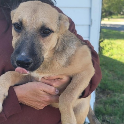 31542 Stella, an adoptable Shepherd, Mixed Breed in Bend, OR, 97702 | Photo Image 2