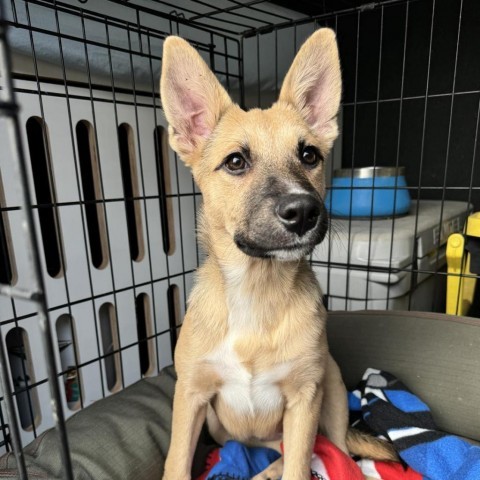 31542 Stella, an adoptable Shepherd, Mixed Breed in Bend, OR, 97702 | Photo Image 3