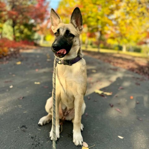 31540 Penelope, an adoptable Shepherd, Mixed Breed in Bend, OR, 97702 | Photo Image 1