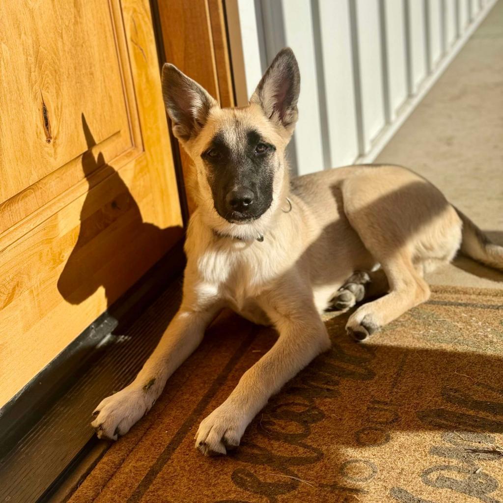 31540 Penelope, an adoptable Shepherd, Mixed Breed in Bend, OR, 97702 | Photo Image 1