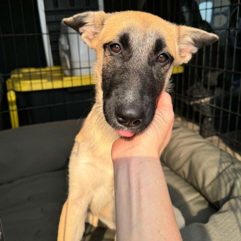 31540 Penelope, an adoptable Shepherd, Mixed Breed in Bend, OR, 97702 | Photo Image 2