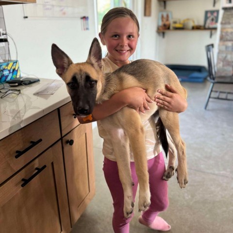 31540 Penelope, an adoptable Shepherd, Mixed Breed in Bend, OR, 97702 | Photo Image 4