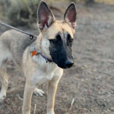 31540 Penelope, an adoptable Shepherd, Mixed Breed in Bend, OR, 97702 | Photo Image 6