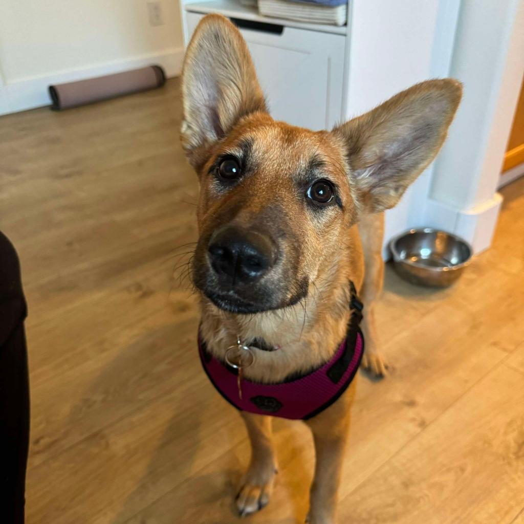 31538 Athena, an adoptable Mixed Breed in Bend, OR, 97702 | Photo Image 1