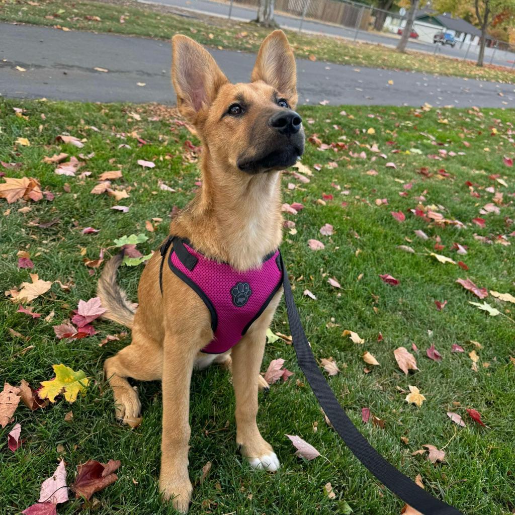 31538 Athena, an adoptable Mixed Breed in Bend, OR, 97702 | Photo Image 6