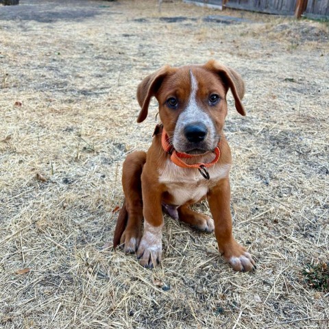 31465 Twix, an adoptable Mixed Breed in Bend, OR, 97702 | Photo Image 1