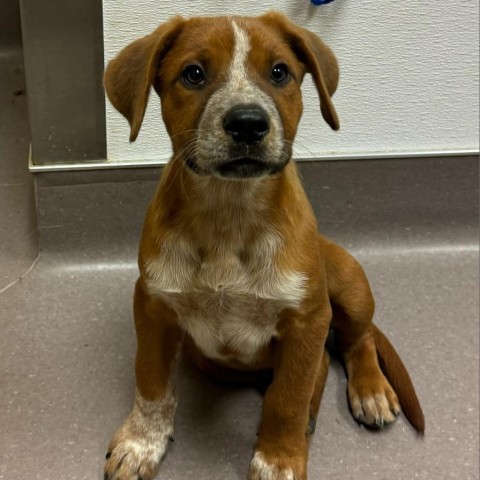 31465 Twix, an adoptable Mixed Breed in Bend, OR, 97702 | Photo Image 2