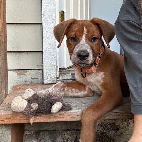 31465 Twix, an adoptable Mixed Breed in Bend, OR, 97702 | Photo Image 4