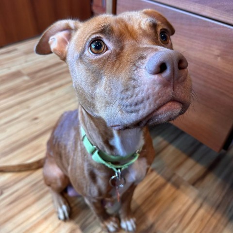 Merlot, an adoptable Pit Bull Terrier, Mixed Breed in Bend, OR, 97702 | Photo Image 1