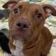 Merlot, an adoptable Pit Bull Terrier, Mixed Breed in Bend, OR, 97702 | Photo Image 2