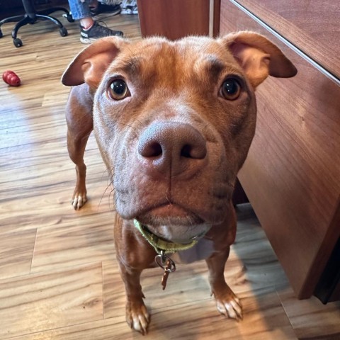 Merlot, an adoptable Pit Bull Terrier, Mixed Breed in Bend, OR, 97702 | Photo Image 3