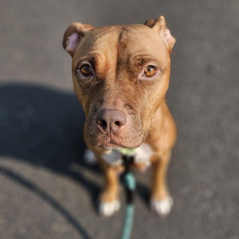 Merlot, an adoptable Pit Bull Terrier, Mixed Breed in Bend, OR, 97702 | Photo Image 4