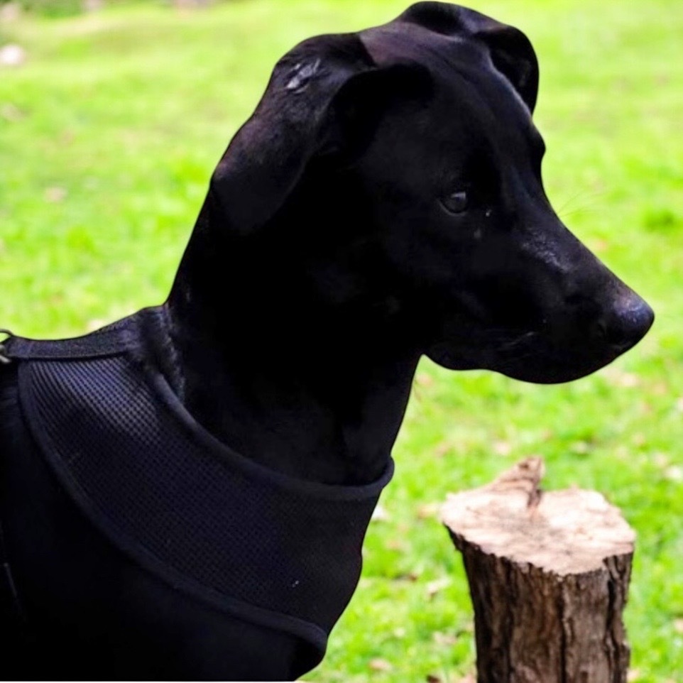 Sadie, an adoptable Labrador Retriever in Pittsfield, IL, 62363 | Photo Image 1