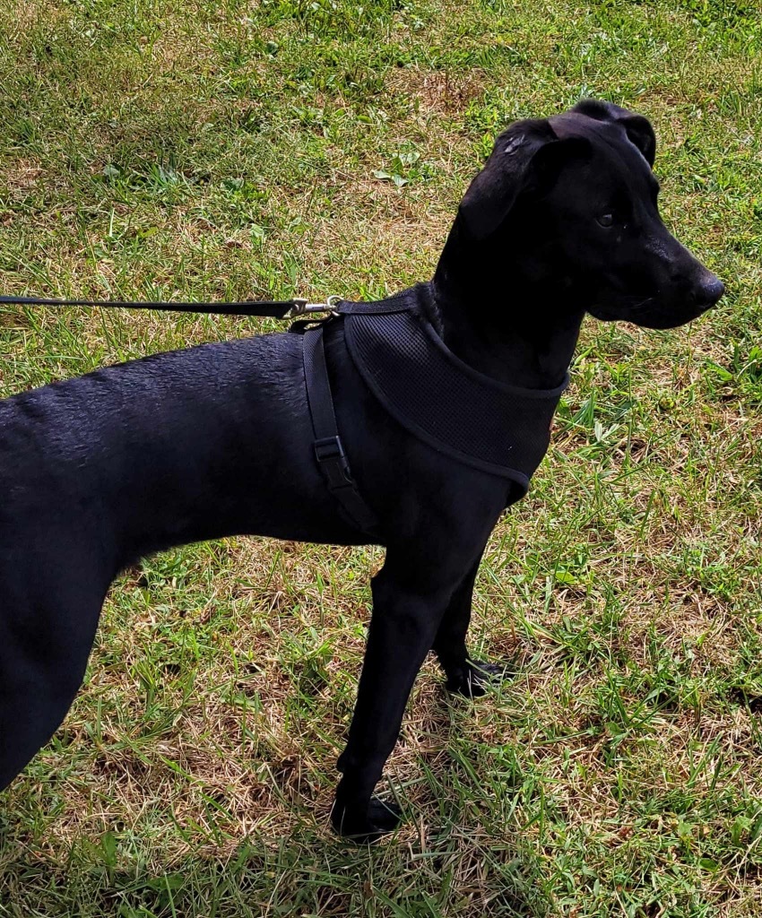 Sadie, an adoptable Labrador Retriever in Pittsfield, IL, 62363 | Photo Image 2