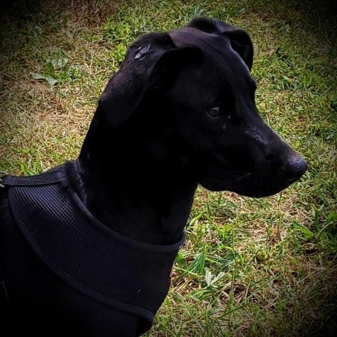 Sadie, an adoptable Labrador Retriever in Pittsfield, IL, 62363 | Photo Image 3