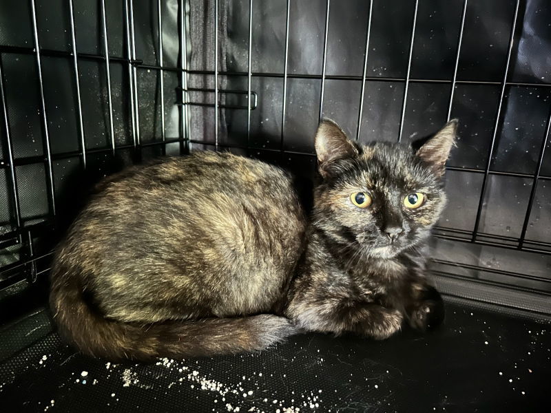 Kelli, an adoptable Tortoiseshell, Domestic Short Hair in Pineville, LA, 71361 | Photo Image 1