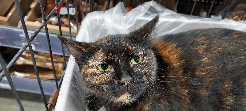 Kelli, an adoptable Tortoiseshell, Domestic Short Hair in Pineville, LA, 71361 | Photo Image 2