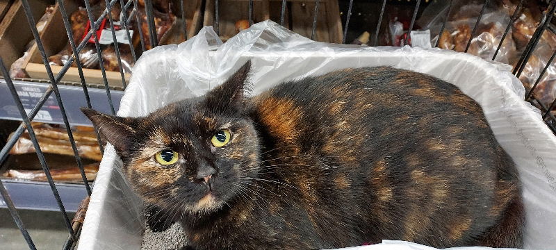 Kelli, an adoptable Tortoiseshell, Domestic Short Hair in Pineville, LA, 71361 | Photo Image 3