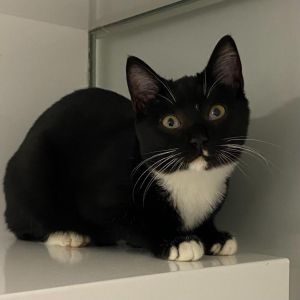 Elephant, Adult Female Domestic Short Hair