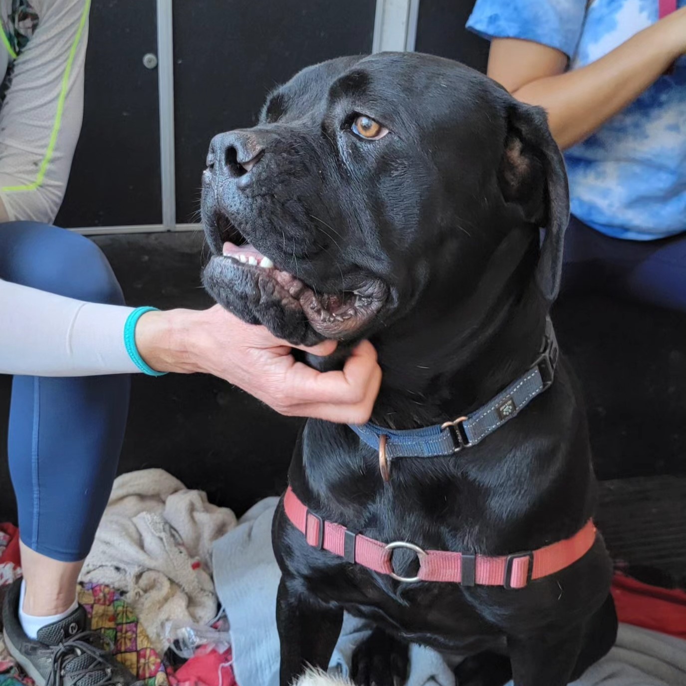 Licorice, an adoptable Mastiff, Mixed Breed in Calistoga, CA, 94515 | Photo Image 1