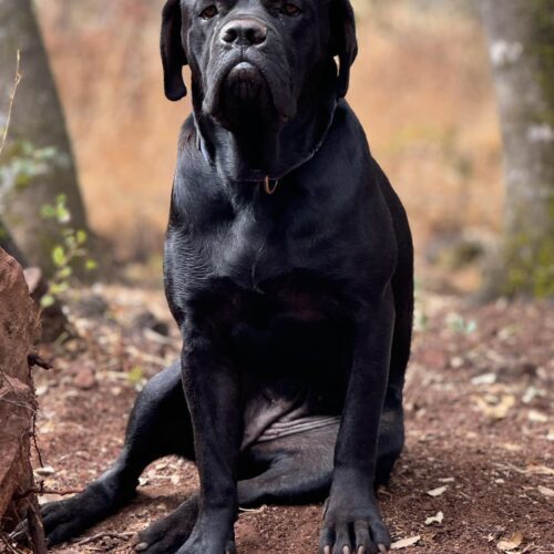 Licorice, an adoptable Mastiff, Mixed Breed in Calistoga, CA, 94515 | Photo Image 2
