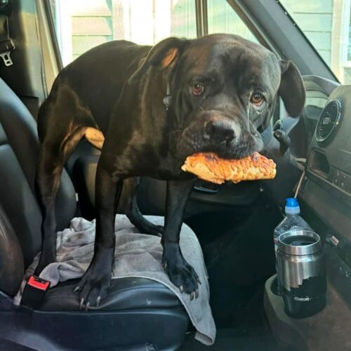 Licorice, an adoptable Mastiff, Mixed Breed in Calistoga, CA, 94515 | Photo Image 3