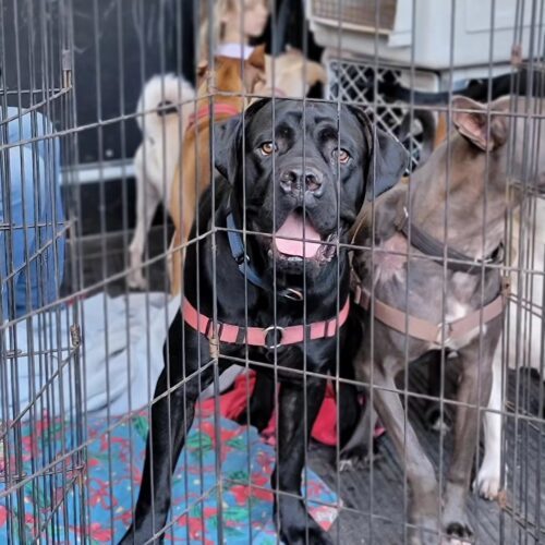 Licorice, an adoptable Mastiff, Mixed Breed in Calistoga, CA, 94515 | Photo Image 4