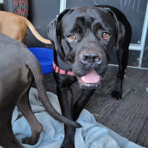 Licorice, an adoptable Mastiff, Mixed Breed in Calistoga, CA, 94515 | Photo Image 5