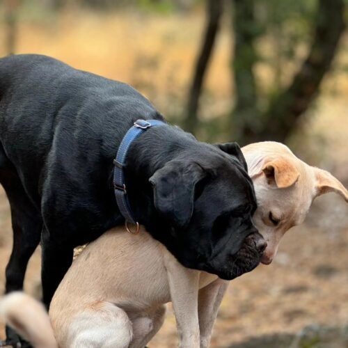 Licorice, an adoptable Mastiff, Mixed Breed in Calistoga, CA, 94515 | Photo Image 6