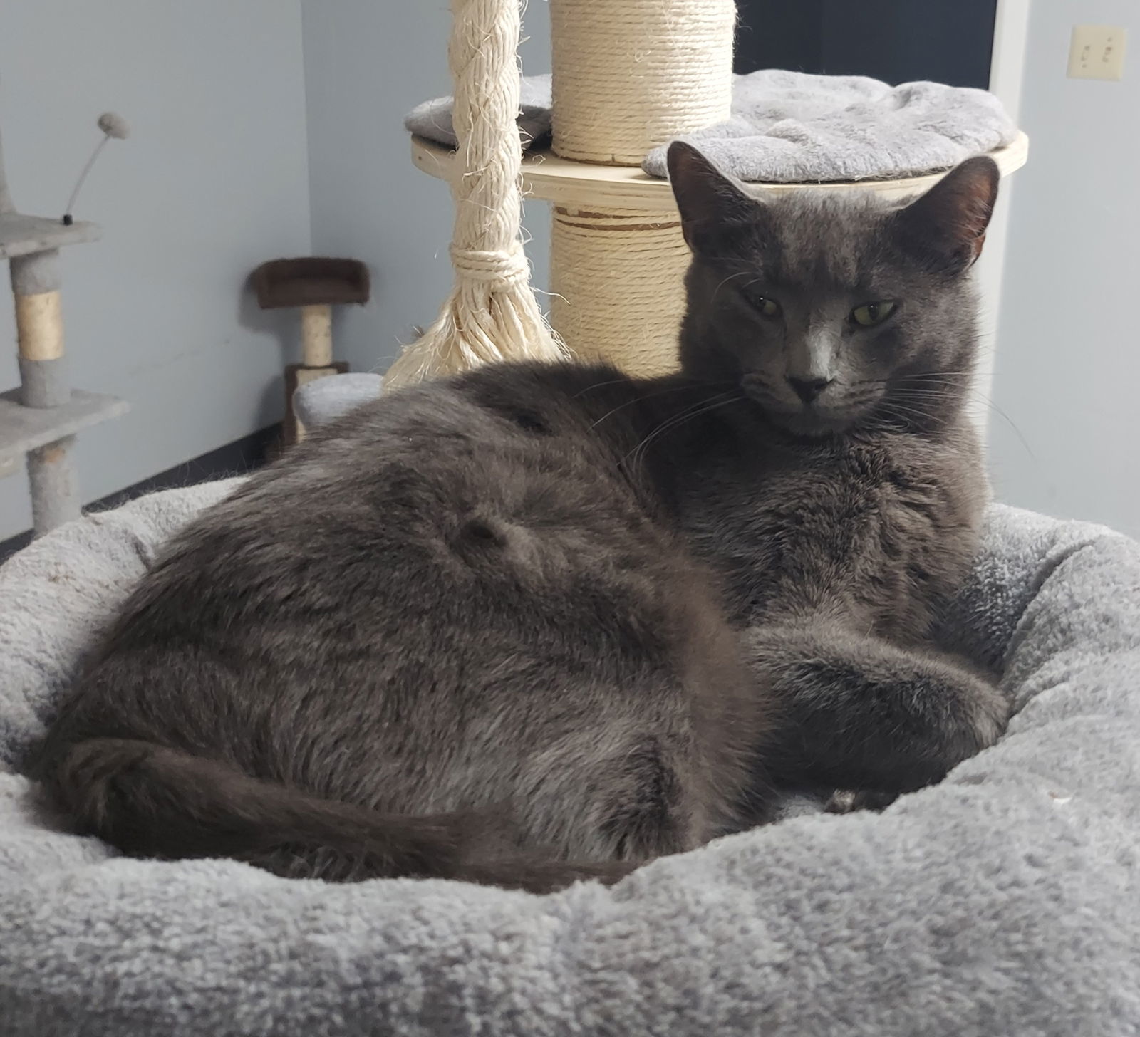 Sam, an adoptable Domestic Short Hair in Montello, WI, 53949 | Photo Image 1