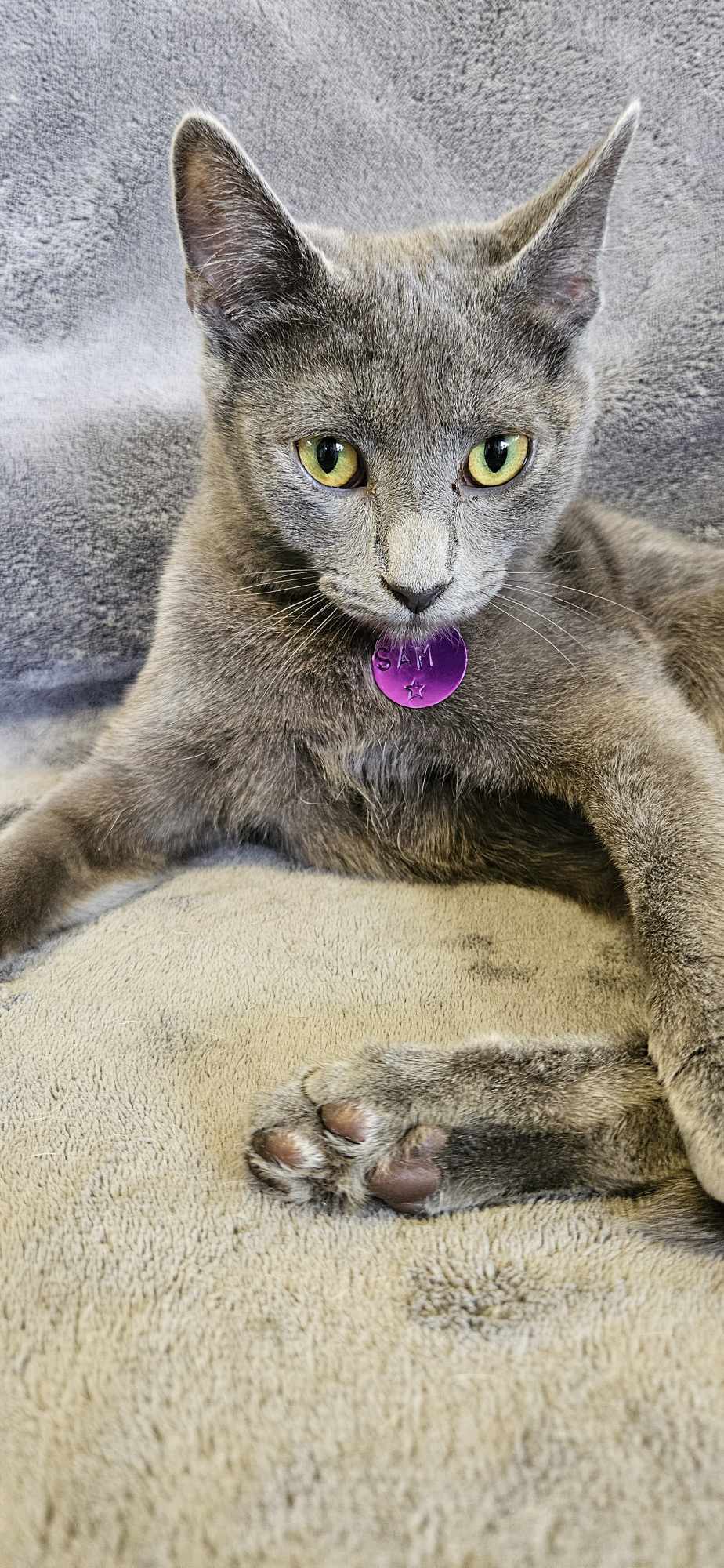 Sam, an adoptable Domestic Short Hair in Montello, WI, 53949 | Photo Image 2
