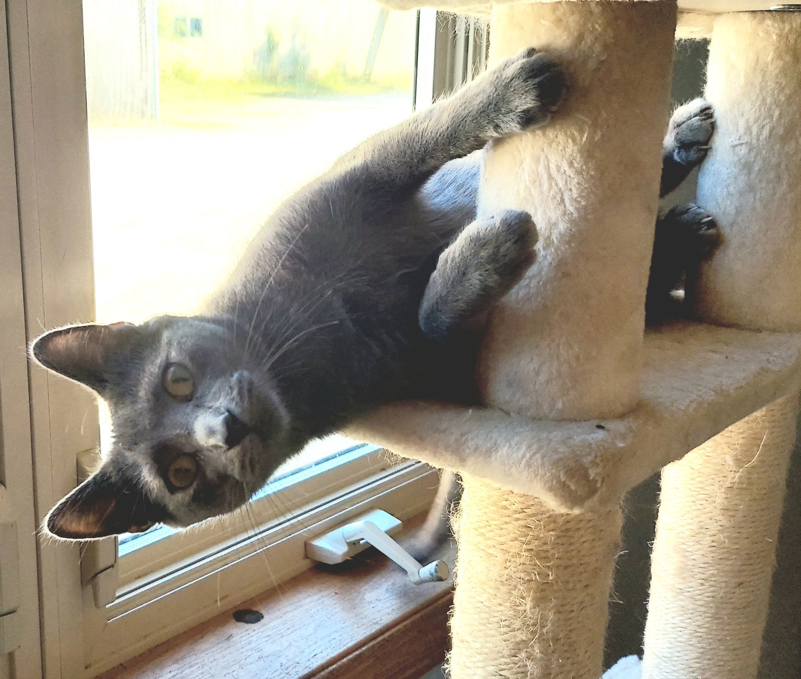 Sam, an adoptable Domestic Short Hair in Montello, WI, 53949 | Photo Image 3