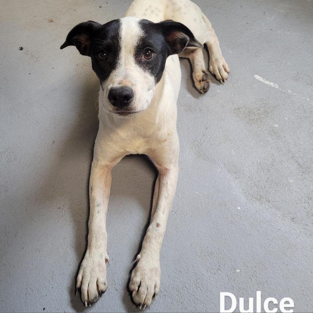 Dulce