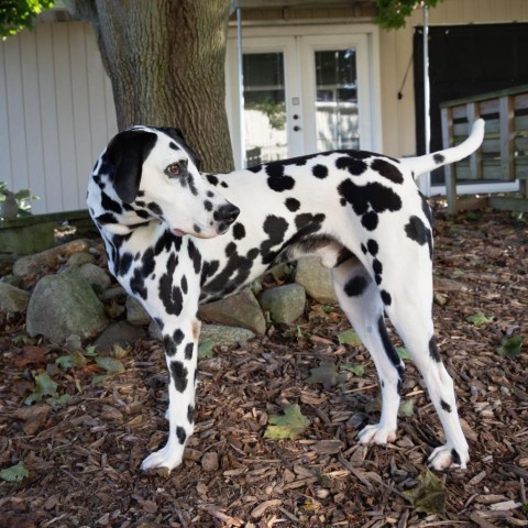 Pongo 6