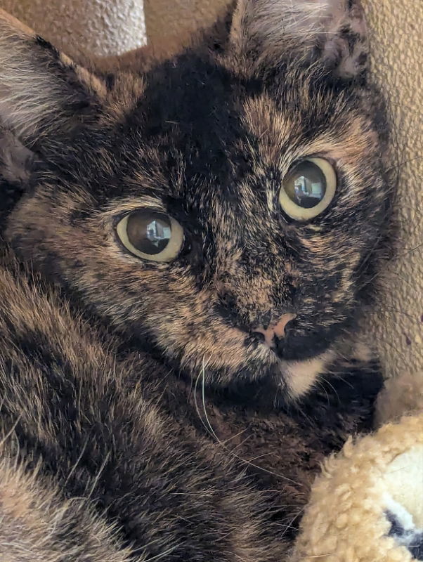 Marmie