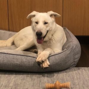 Hi there Im Olaf and just like my namesake I love warm hugs But if Im being honest I like
