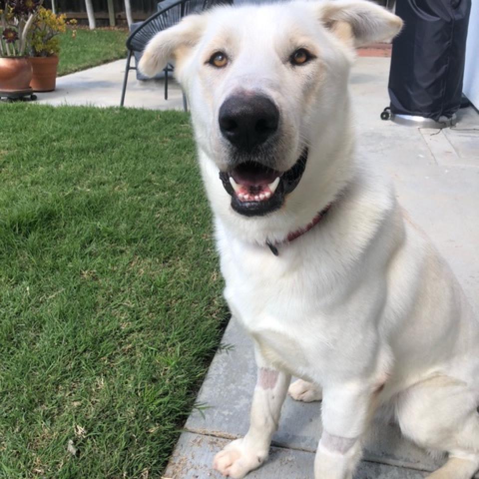 Olaf